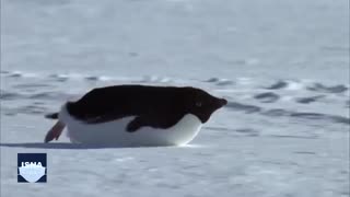 ۵۵۰ گونه از پستانداران، در معرض خطر انقراض