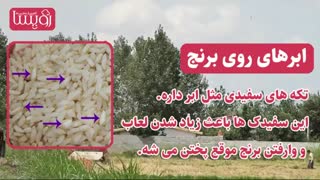 برنج اصل را چطور تشخیص دهیم...؟