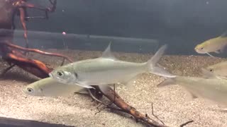 بزرگماهی هند-آرام (Indo-Pacific tarpon)