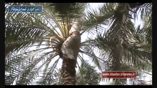 گرده افشانی درخت نخل خرما