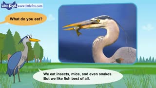 little fox_meet animals11