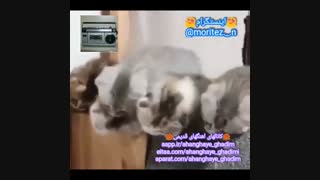 وقتی فیلم زیرنویس فارسی میبینی :)) ahanghaye_ghadim@