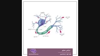 مغز خود را بشناسیم - قسمت هشتم