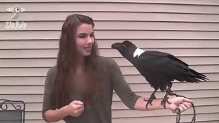 ویدیوی وایرال کلاغی که صحبت میکند!!!