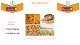 سم لیبراتور | liberator بهترین نابود کننده علف هرز مزارع گندم و جو زمستانه