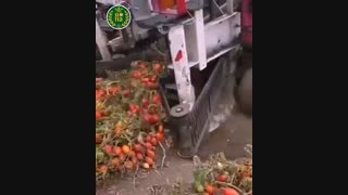 برداشت مکانیزه گوجه فرنگی