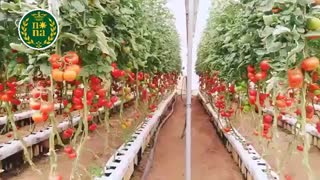 گلخانه هیدروپونیک گوجه فرنگی