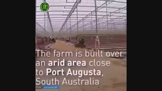 گلخانه هیدروپونیک گوجه فرنگی