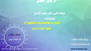 پسیفیکا پلاس | pacifica plusبهترین نابود کننده علف هرز مزارع گندم کشت زمستانه