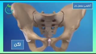 آناتومی مفصل ران