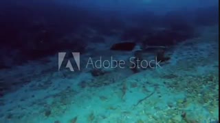 لقمهماهی حرا (Mangrove whipray)