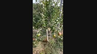 باردهی گلابی دوچی در مجموعه ی ارغوان نهال