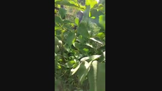 مشخصات گردو فرنور