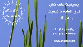 پسیفیکا، قویترین علف کش گندم زمستانه | Pacifica