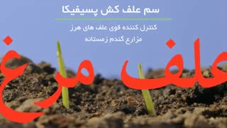 علف کش پسیفیکا | علف کش قوی برای دفع انواع علف هرز گندم زمستانه