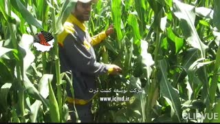 بذر ذرت رقم سیمون