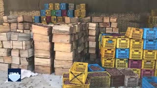 مشکلات نخل‌داران در شادگان خوزستان