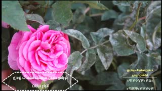 قارچ کش توپاس | پنکونازول قوی ترین سم ضد قارچ برای درختان میوه