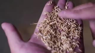 برنج چینی؛ از مزرعه تا سفره