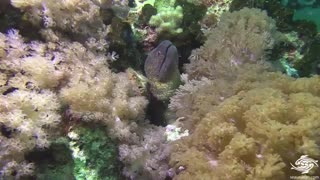 مارماهی زرد (Yellow-edged moray)