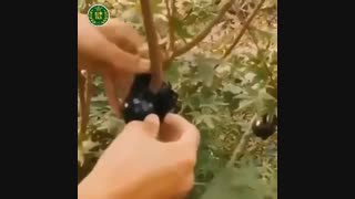 روش جدید قلمه زدن گیاهان