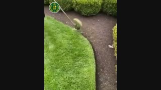 نگهداری فضای سبز