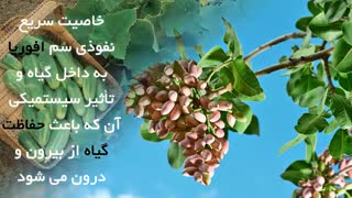 نابودی قطعی انواع آفات و حشرات در مزارع با سم افوریا | Eforia