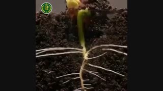 جوانه زنی گیاهان