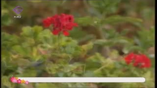 منقبت خوانی