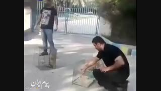 کار زیبای دو جوان آبادانی / خرید و آزاد کردن 300 بلبل از چنگال سودجویان با هزینه شخصی