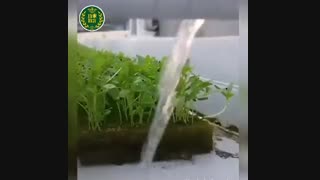 کشت هیدروپونیک سیزیجات