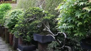 باغ بونسای استاد بزرگ بونسای-والترپال