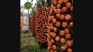 باغ مرکبات