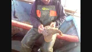 سنگماهی آبسنگی (Reef stonefish) پس از صید