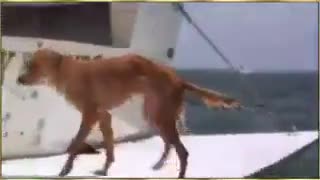 مهربانی بین حیوانات