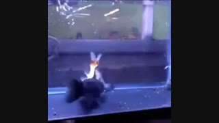 ماهی ماهیخوار