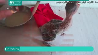 چند نکته مهم برای نگهداری و روش غذا دادن به جوجه طوطی