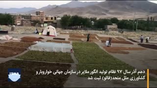 فصل انگور و شیره انگور در ملایر