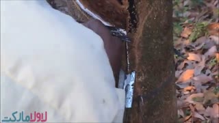 لاتکس طبیعی چیست و چگونه به دست می آید؟