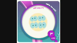 هفته سوم بارداری