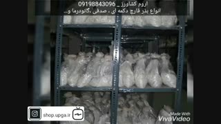 بذر قارچ دکمه ای