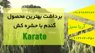 قوی ترین سم حشره کش برای دفع انواع آفات در مزرعه گندم - کاراته | Karate