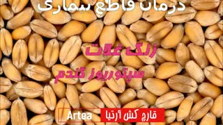 درمان و پیشگیری از بیماری غلات با سم قارچ کش آرتیا | Arte