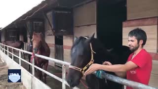 مشکلات پرورش و نگهداری اسب عرب در خوزستان