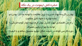 حشره کش قوی برای دفع کرم میوه خوار گوجه فرنگی | ایمونیت | Imunit