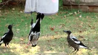 Australian Magpies Hanging Around - Part 1