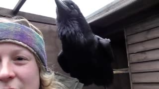 Fable the Raven | Did you know Ravens can talk?!