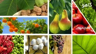 نابودی انواع آفات با سم آبامکتین | Abamectin