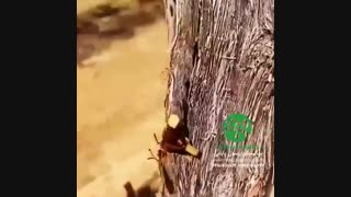 پیوند وصله ای انگور