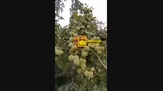 خرید و فروش نهال گردو ژنوتیپ رویال ۰۹۱۴۱۸۱۱۵۲۰